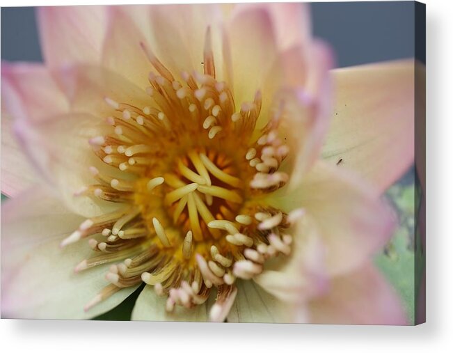 Water Lily Acrylic Print featuring the photograph Intricate and Vibrant by Mingming Jiang