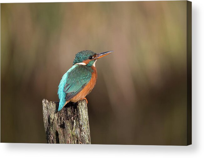 Kingfisher Acrylic Print featuring the photograph Vibrant Kingfisher by Pete Walkden