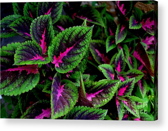 Botanical Photography Acrylic Print featuring the photograph Vibrant Leaves by Expressions By Stephanie