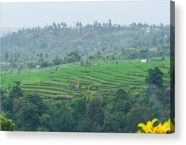 Tropical Tree Acrylic Print featuring the photograph View of paddy fields near Rinjani National Park in Lombok, Indonesia by Shaifulzamri