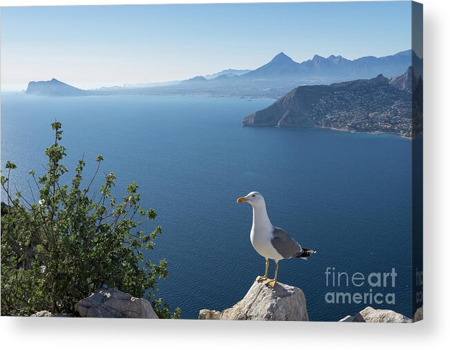 Seagull Acrylic Print featuring the photograph View of the Mediterranean Sea and towards Benidorm by Adriana Mueller