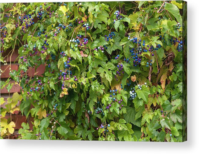 Jenny Rainbow Fine Art Photography Acrylic Print featuring the photograph Vines of Porcelain Berries by Jenny Rainbow