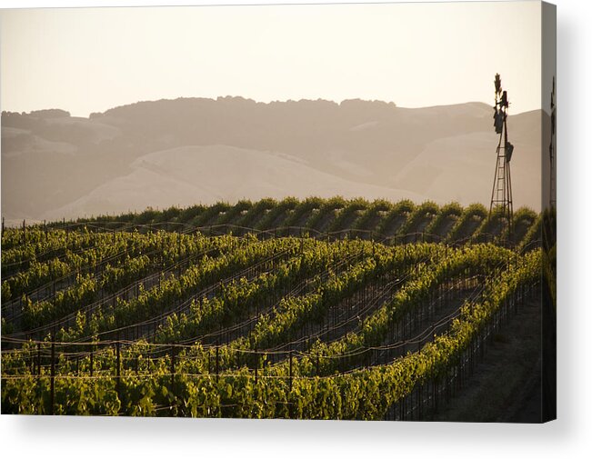 Sonoma County Acrylic Print featuring the photograph Vineyards and windmill near Sonoma, CA. by Tai Power Seeff