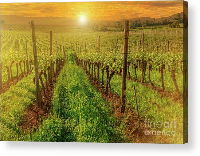 Terraced Vineyards Acrylic Print featuring the photograph vineyards of Hallau in Switzerland by Benny Marty