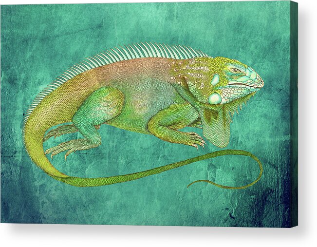 Iguana Acrylic Print featuring the mixed media Vintage Iguana Drawing on Textured Background by Lorena Cassady