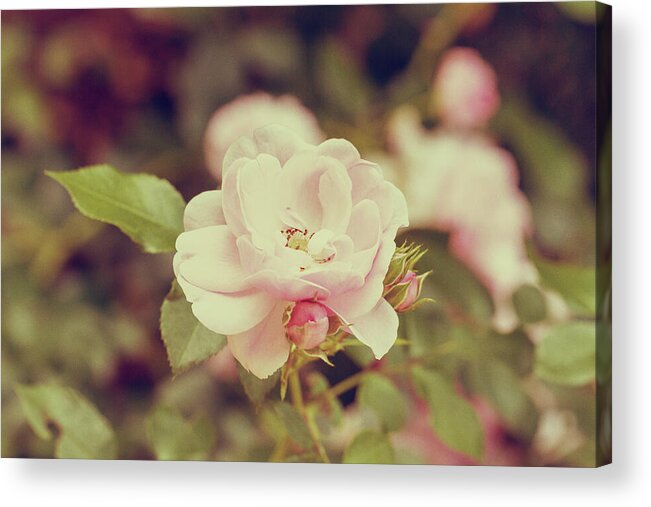 Rose Acrylic Print featuring the photograph Vintage Pink Rose by Tanya C Smith