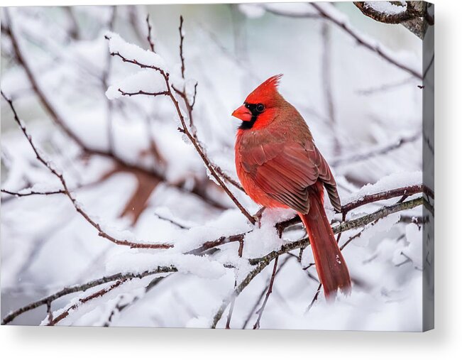 Cardinalis Cardinalis Acrylic Print featuring the photograph Virginia Cardinal on a Snowy Day by Rachel Morrison