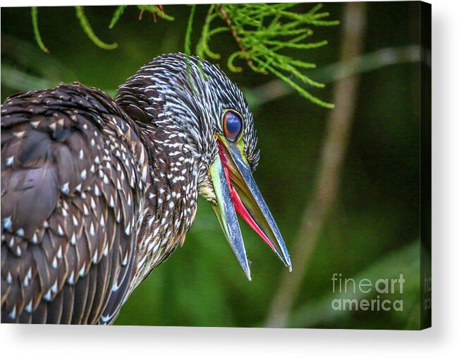 Heron Acrylic Print featuring the photograph Vocal Night Heron by Tom Claud