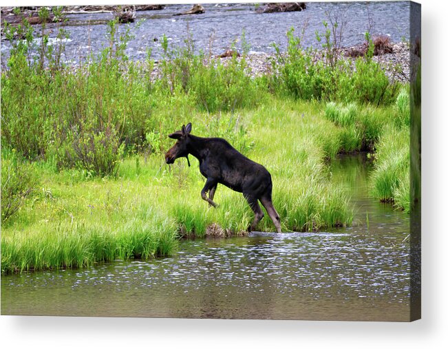 Animal Acrylic Print featuring the photograph Wading Through Animas by Lana Trussell