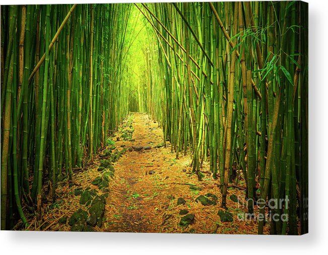 America Acrylic Print featuring the photograph Waimoku Bamboo Forest by Inge Johnsson