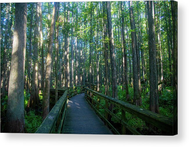 Trees Acrylic Print featuring the photograph Walkway through trees by Dart Humeston