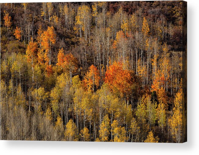 Fall Acrylic Print featuring the photograph Warm Light On Distant Aspens by Denise Bush
