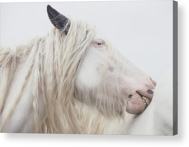 Horse Acrylic Print featuring the photograph Warrior Princess - Horse Art by Lisa Saint