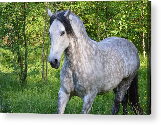 Fierce Acrylic Print featuring the photograph Warrior Woman by Listen To Your Horse