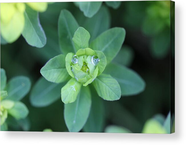 Water Drops Acrylic Print featuring the photograph Spurge Water Droplet Face by Tammy Pool