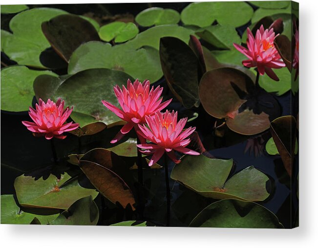 Water Lily Acrylic Print featuring the photograph Water Lilies 7 by Richard Krebs