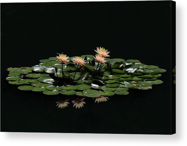 Water Lily Acrylic Print featuring the photograph Water Lilies 8 by Richard Krebs
