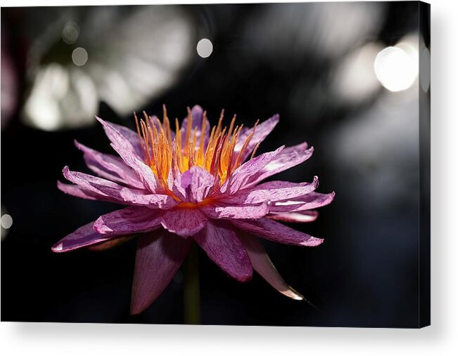 Water Lily Acrylic Print featuring the photograph Water Lily in the Spotlight by Mingming Jiang