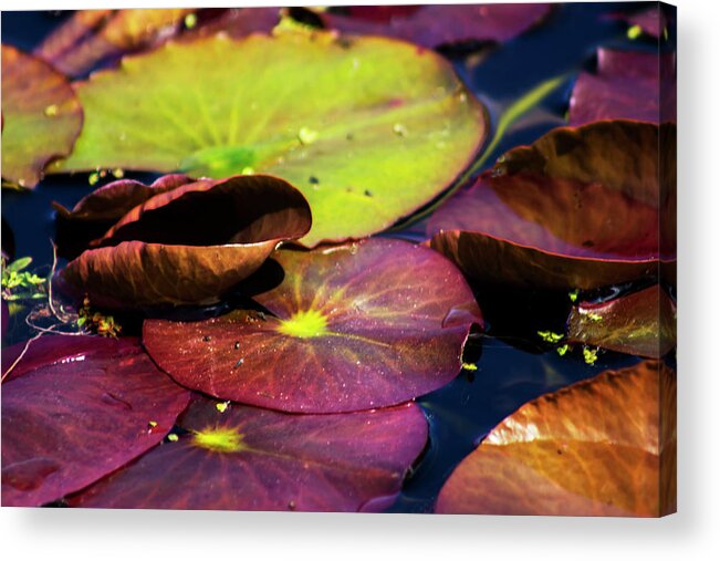 Landscape Acrylic Print featuring the photograph Water Lily Pads in Spring by Ruth Crofts Photography