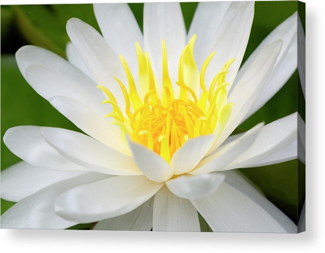 Flower Acrylic Print featuring the photograph Water Lily by Ricky Barnard