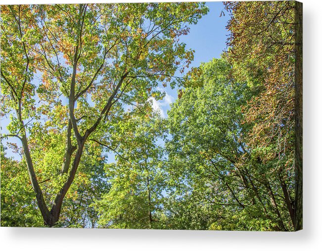 Waterlow Park Acrylic Print featuring the photograph Waterlow Park Trees Fall 3 by Edmund Peston