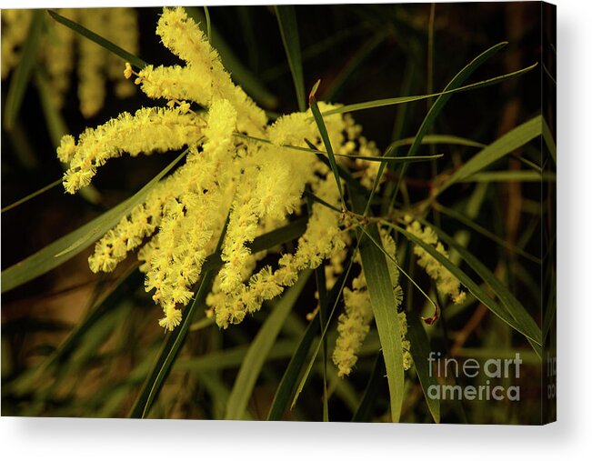 Flora;plant;flower;acacia;wattle;yellow;wildflower Acrylic Print featuring the photograph Wattle C02 by Werner Padarin