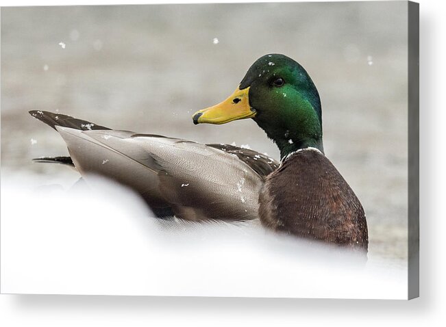 Ducks Acrylic Print featuring the photograph Werner Winter by Kevin Dietrich