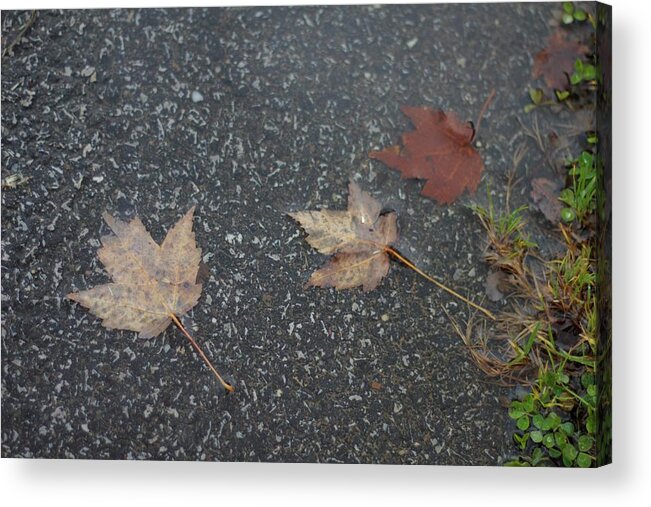 Leaves Acrylic Print featuring the photograph Wet Autumn Leaves in a Puddle by Valerie Collins