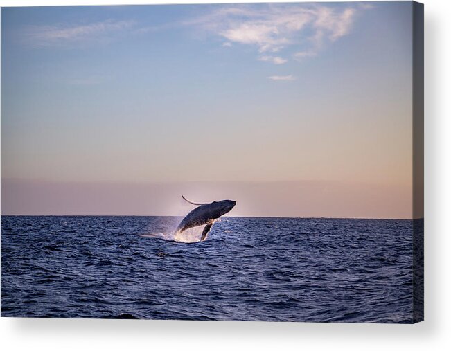 Arch Acrylic Print featuring the photograph Whale Watching in Cabo by Cindy Robinson