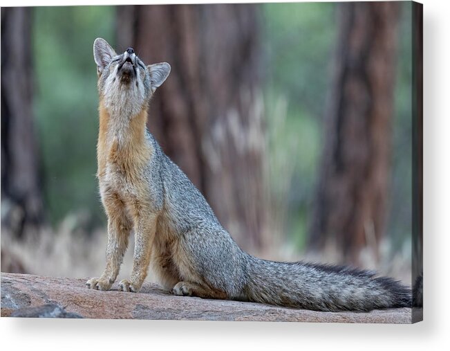 Fox Acrylic Print featuring the photograph What does the Fox Say? by Randy Robbins