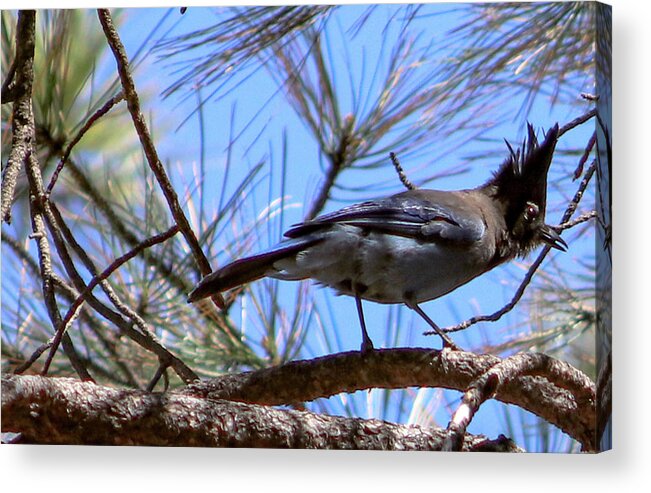 Bluejay Stellar's Bluejay Wild Bird Bird Nature Wildlife Wildlife Photography Nature Photography  Acrylic Print featuring the photograph What is That? by Laura Putman