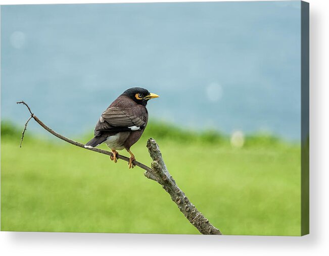 Common Myna Acrylic Print featuring the photograph What's Common About a Common Myna by Belinda Greb