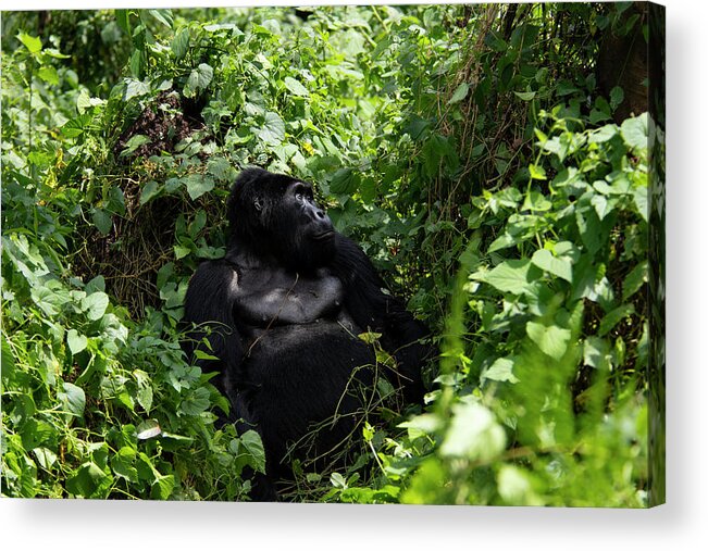 Gorilla Acrylic Print featuring the photograph What's for dessert? by Kush Patel