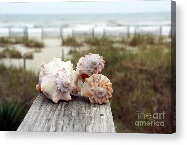 Treasures Acrylic Print featuring the photograph Whelk Shells 6954 by Jack Schultz