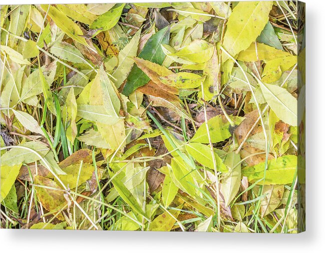 Whetstone Stray Acrylic Print featuring the photograph Whetstone Stray Leaves Fall by Edmund Peston