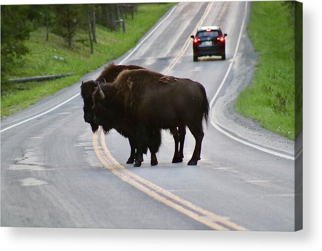 Bison Acrylic Print featuring the photograph Which way should we go? by Yvonne M Smith