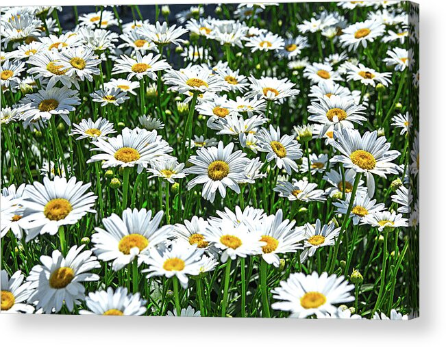 White Yellow Flowers Field Acrylic Print featuring the photograph White and Yellow Flowers in a Field by David Morehead
