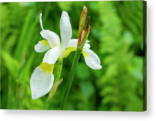 Iris Acrylic Print featuring the photograph White and Yellow Iris Flower by Lisa Blake