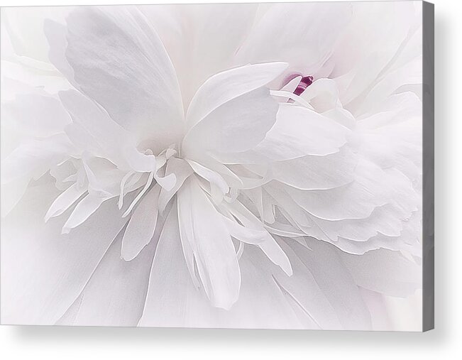 Nature Acrylic Print featuring the photograph White Ballet Slippers update by Darlene Kwiatkowski
