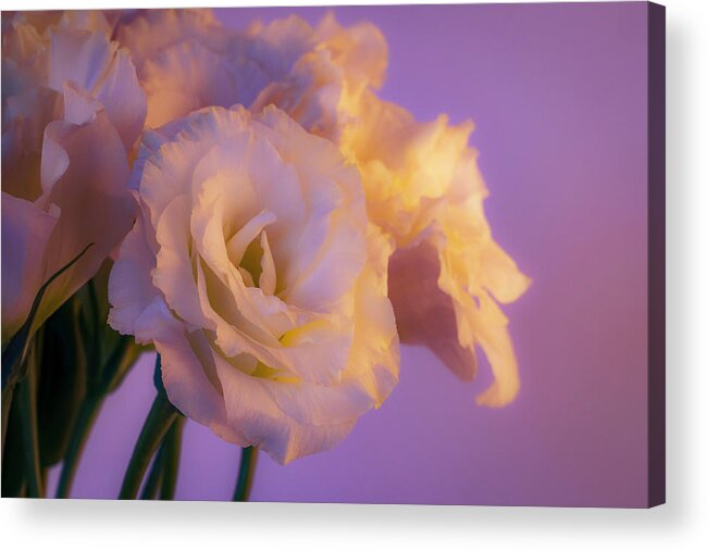 Lisianthus Acrylic Print featuring the photograph White Lisianthus in Spring by Lindsay Thomson