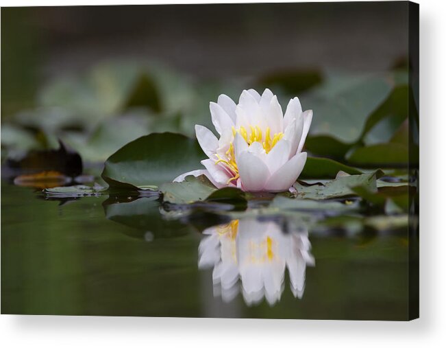 Blossom Acrylic Print featuring the photograph White lotus waterlily lily flower in a pond by Elenarts - Elena Duvernay photo