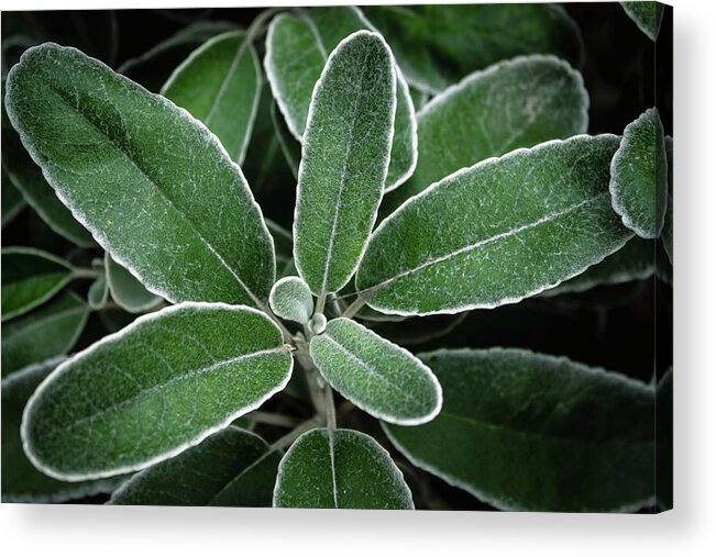 Green Acrylic Print featuring the photograph White Outline by Gary Geddes