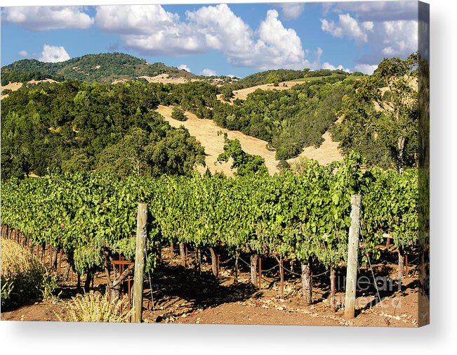 Clouds Acrylic Print featuring the photograph White puffy clouds over the Napa Valley hills full of wine grapes and lines and lines of vineyards. by Gunther Allen