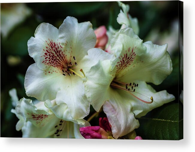 Rhododendron Acrylic Print featuring the photograph White rhododenron in tandem by Aashish Vaidya