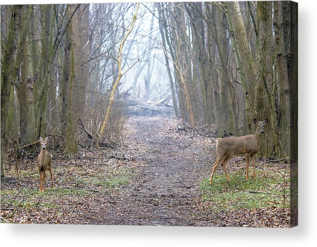 White-tail Deer Woods Clearing Mist Tree Forest Nature Rustic Peaceful Nature Acrylic Print featuring the photograph White-tail Deer in a Clearing by Mark Berman