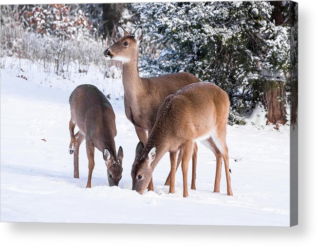 White-tailed Deer Acrylic Print featuring the photograph White-tailed Deer - 8855 by Jerry Owens
