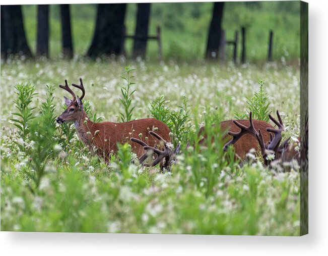 White Tailed Deer Acrylic Print featuring the photograph White Tailed deer eating in a group by Dan Friend