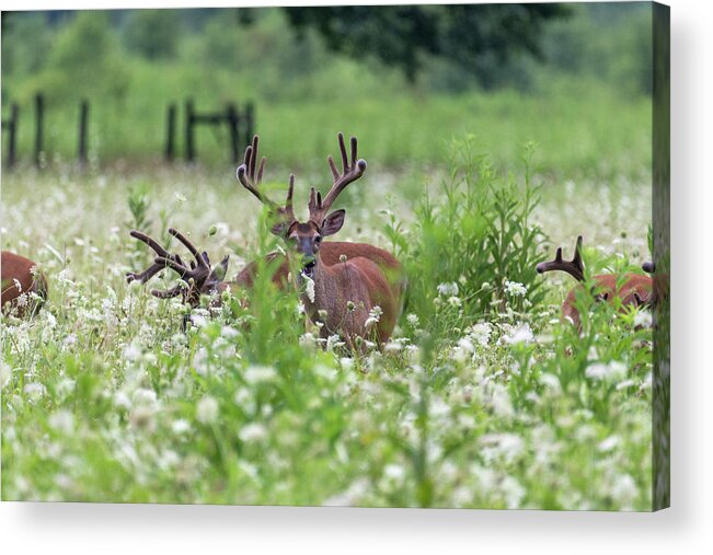 White Tailed Deer Acrylic Print featuring the photograph White Tailed deer looking up by Dan Friend