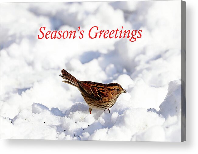 Sparrow Acrylic Print featuring the photograph White Throated Sparrow In Snow Season's Greetings by Debbie Oppermann