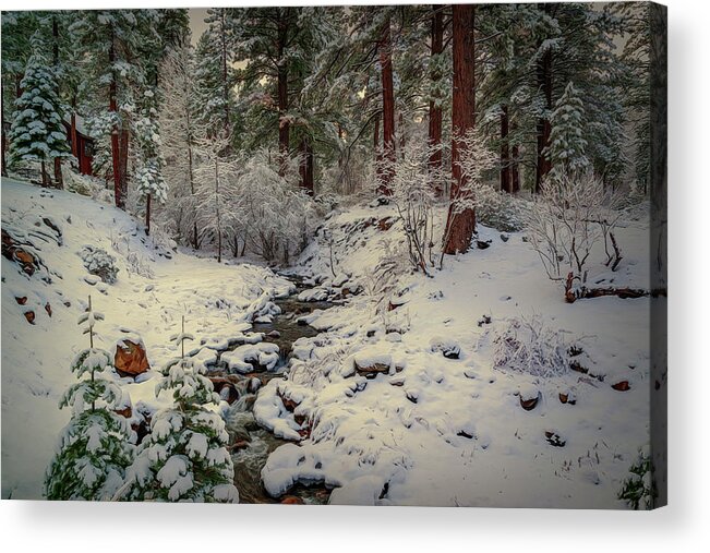 Creek Acrylic Print featuring the photograph White Trees by Maria Coulson